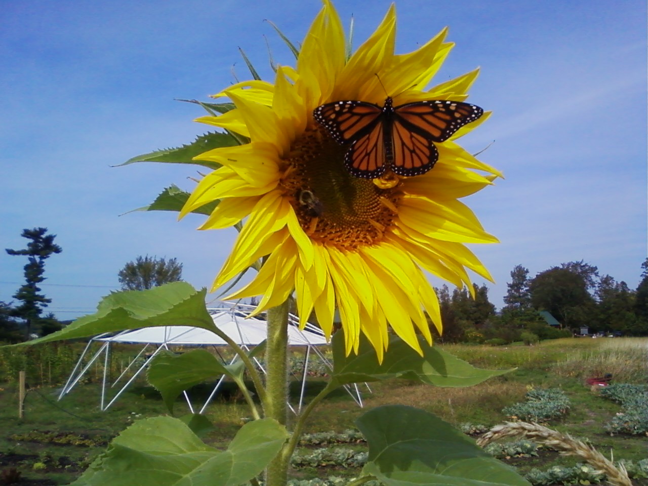 ButterFlyBee ButterFlyBee